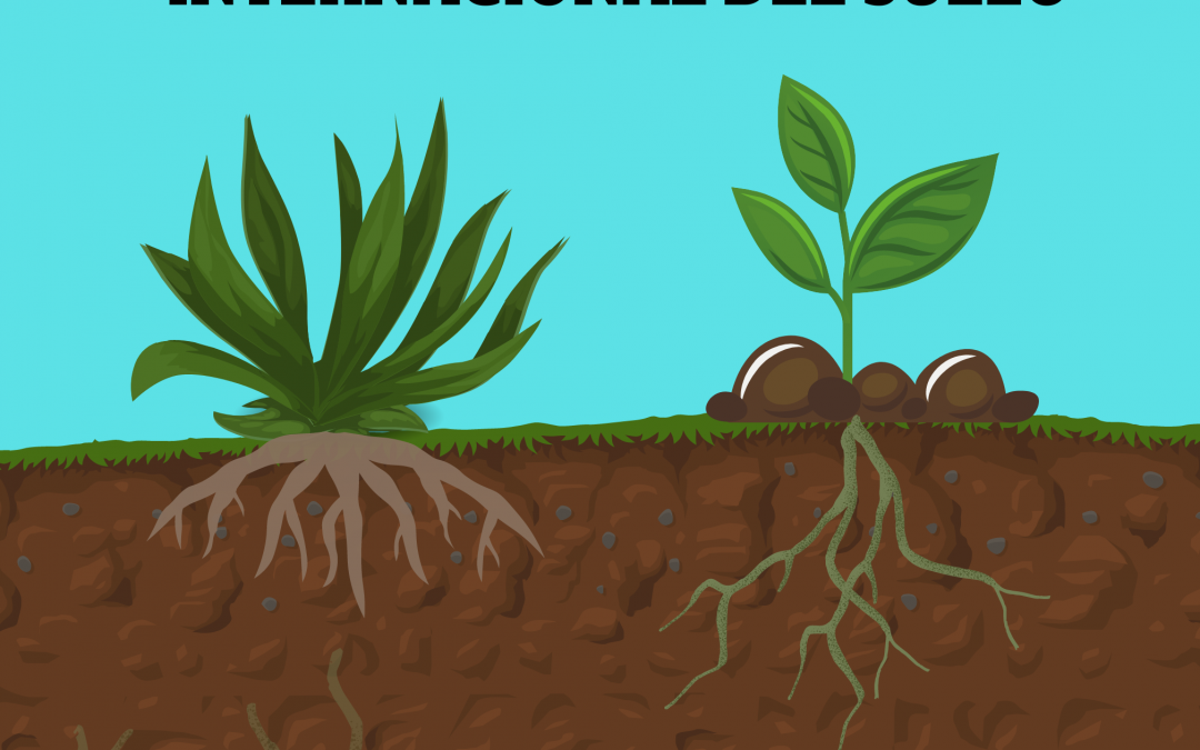 El suelo: el origen de nuestra de alimentación