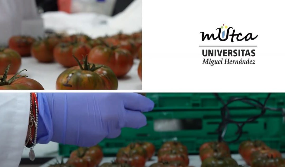 Conoce el Máster Universitario en Tecnología y Calidad Agroalimentaria UMH